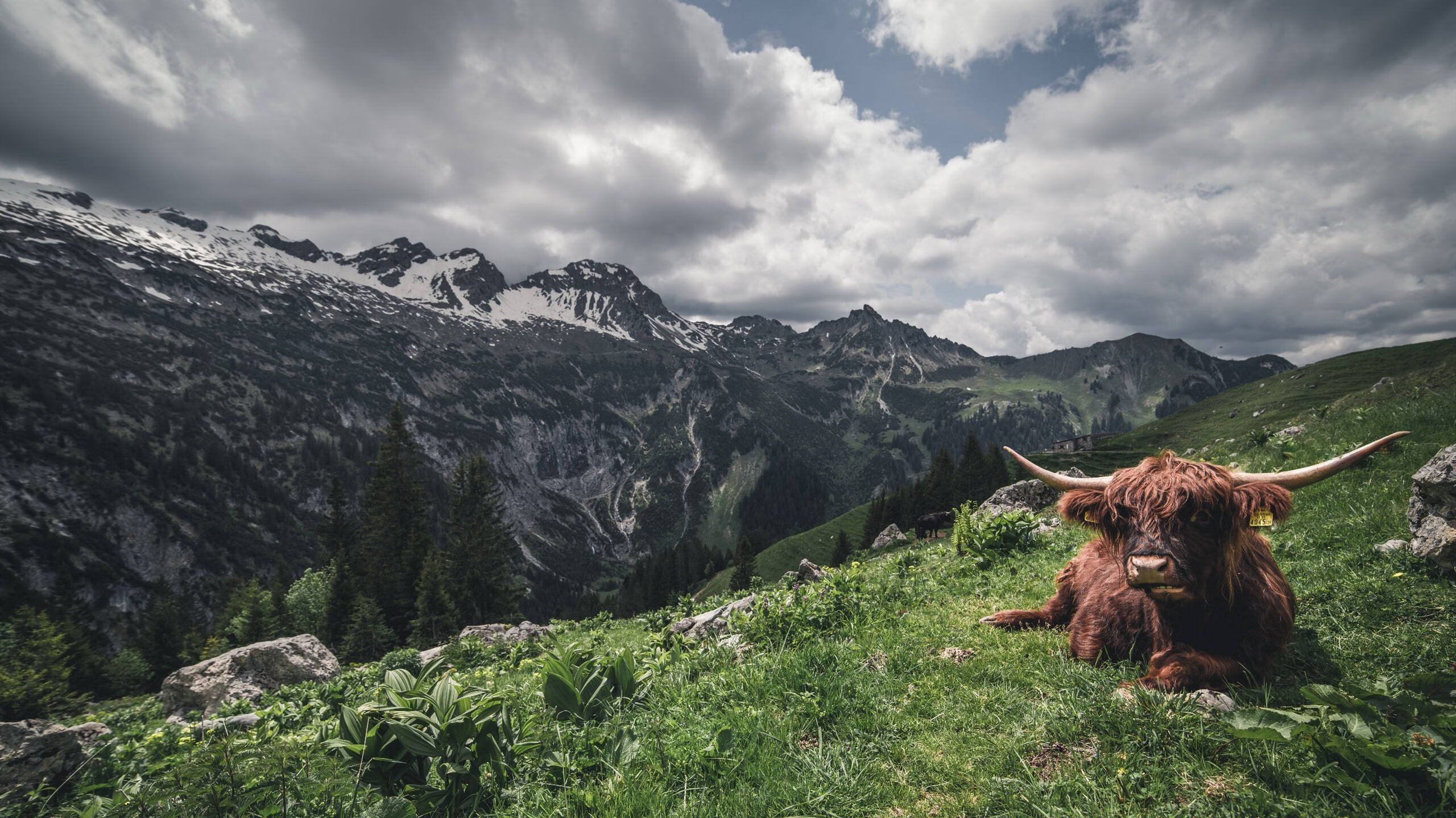 哥斯达黎加密码解锁意甲焦点战，拉齐奥战术压制背后的中北美灵感