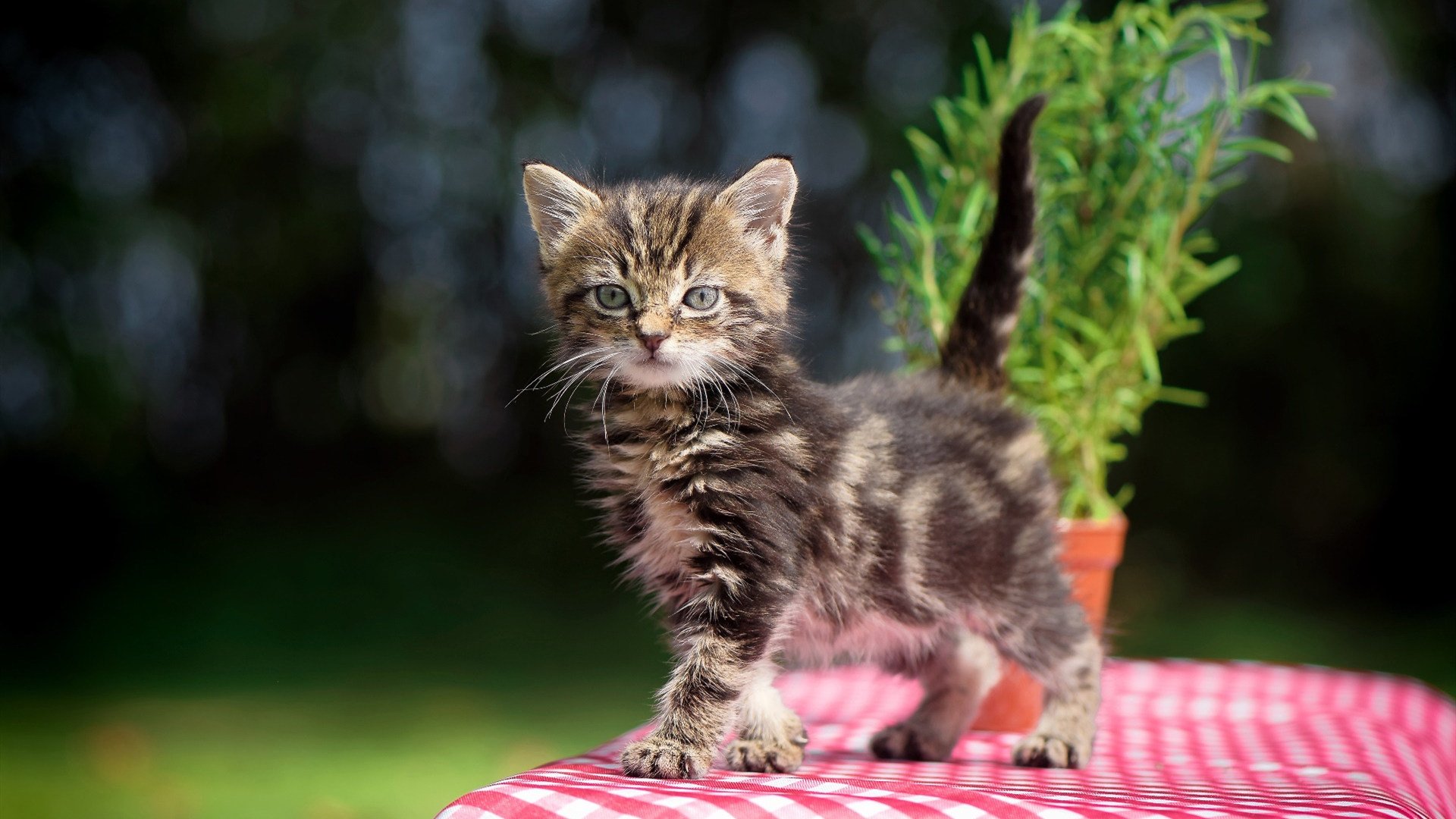 鏖战独行侠！爱德华兹末节爆发成吉林关键先生