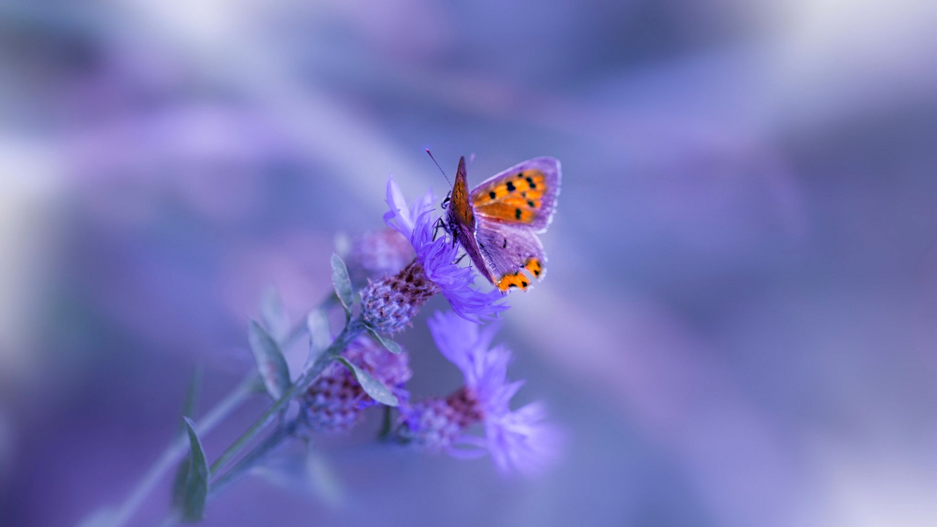 当贝恩绞碎蜂群，攻防转换的艺术与绝杀本能