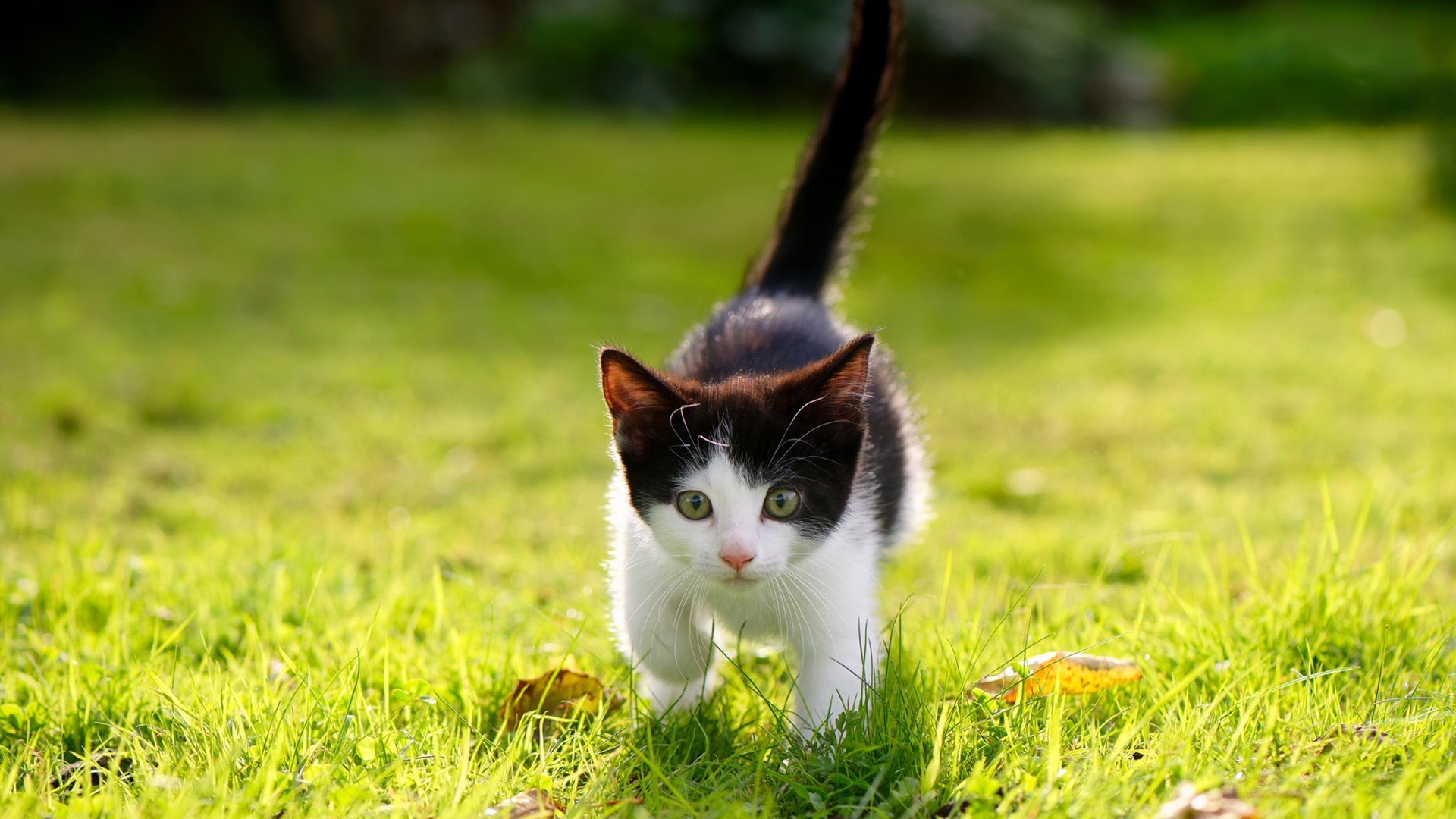 巴拉圭友谊赛击溃贝蒂斯,C罗关键先生闪耀全场