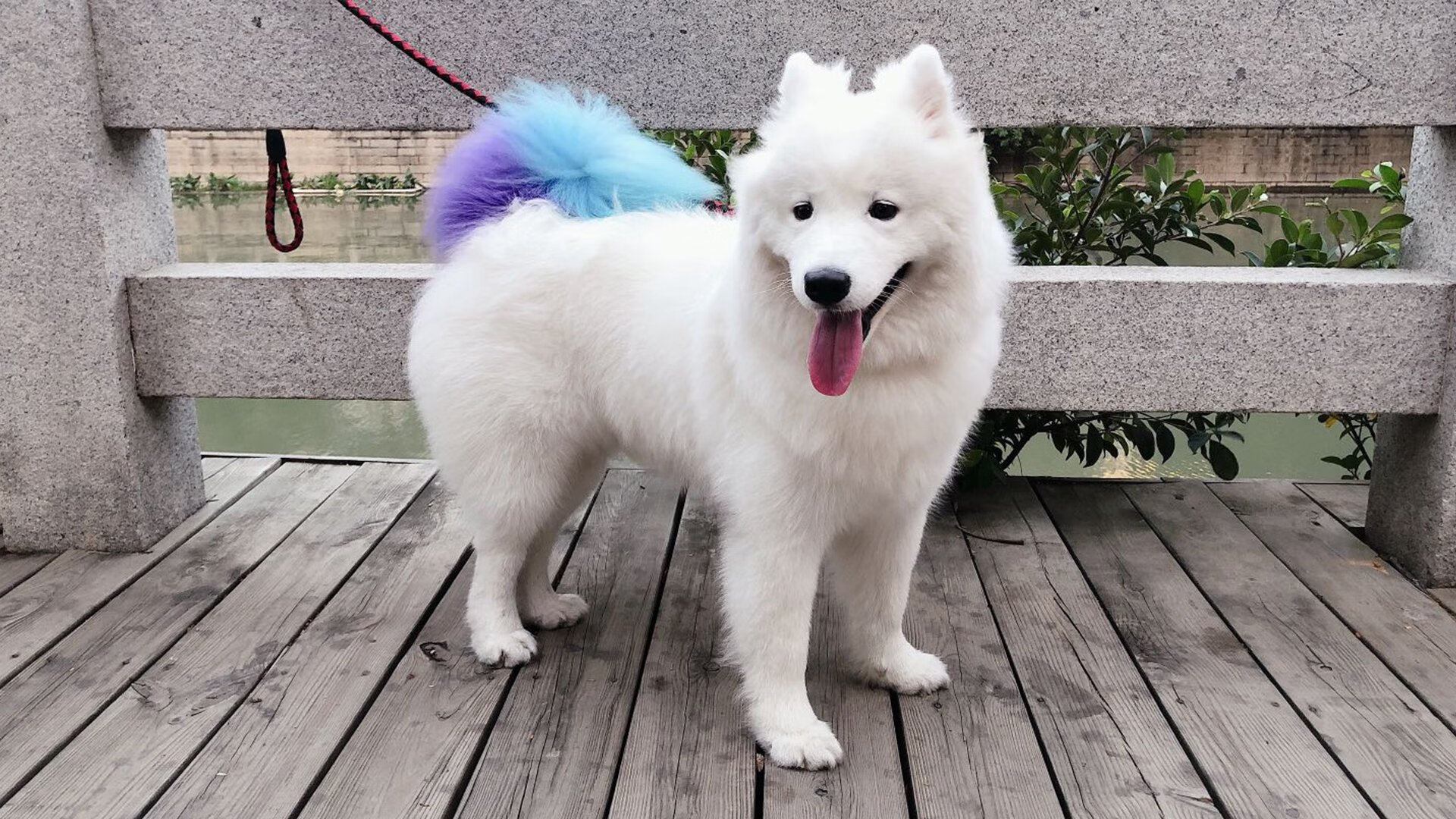 恩佐独造三球导演进攻风暴!里昂5-0狂胜玻利维亚改写历史