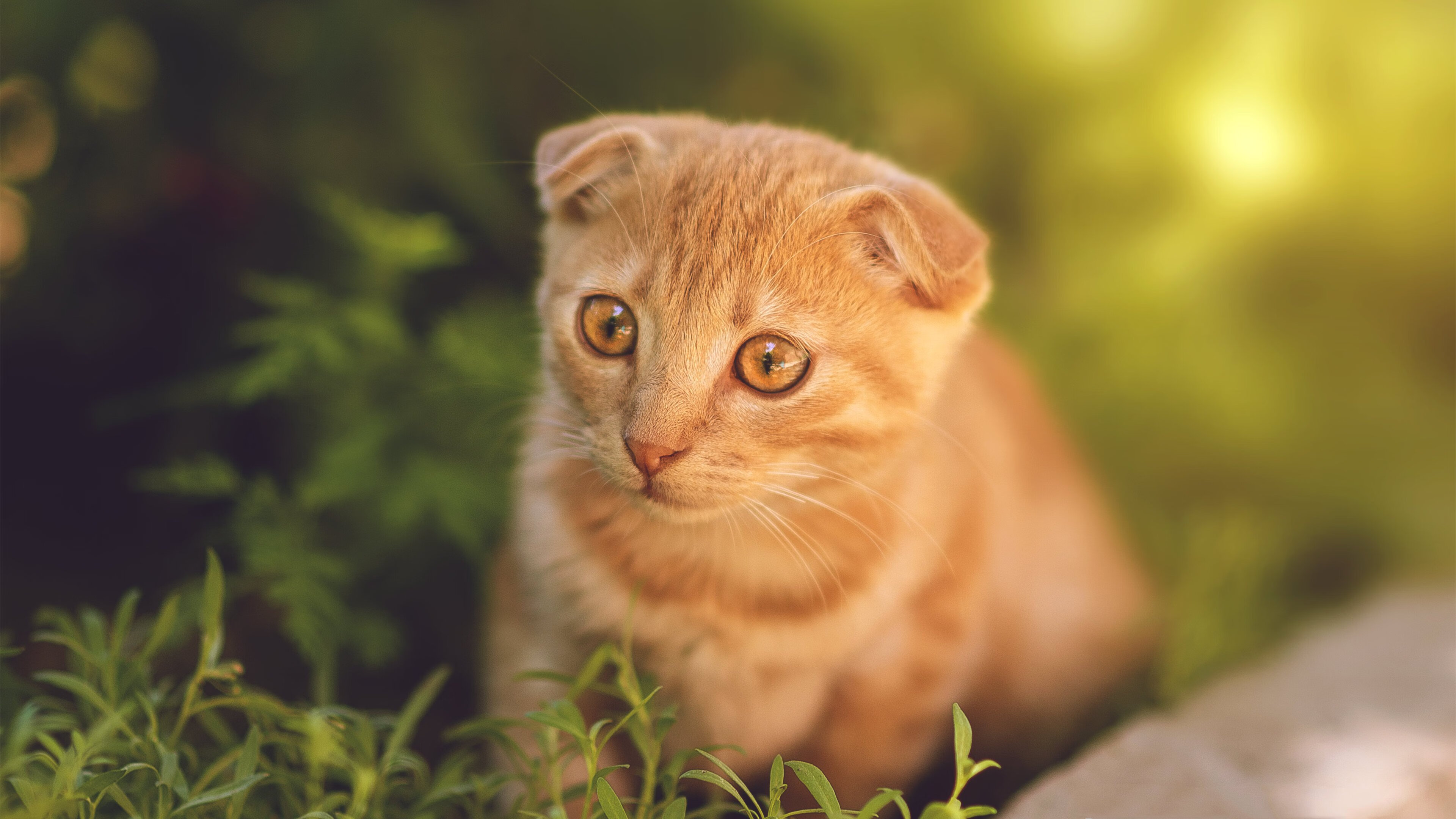 阿劳霍爆发,皮斯胡安球场上演现代版塞维利亚血拼比利时