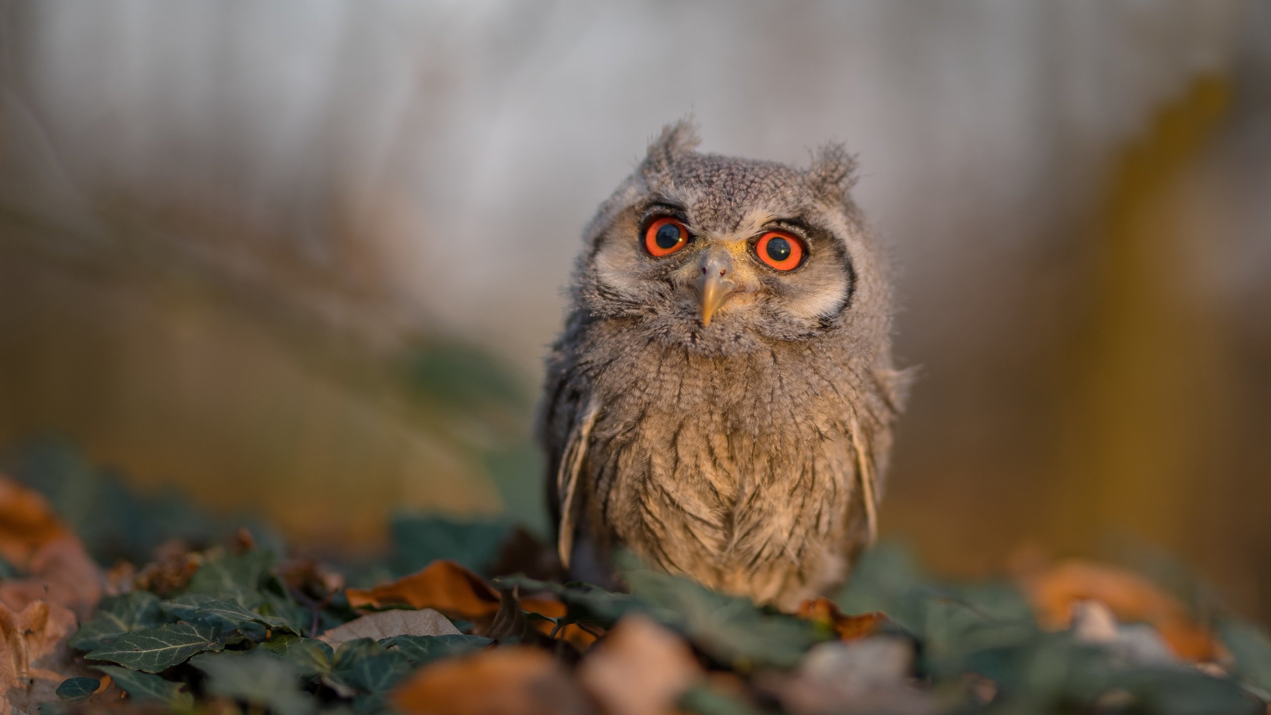 永不熄灭的印加之火,当巴塞罗那在抢七之夜听见安第斯山脉的心跳