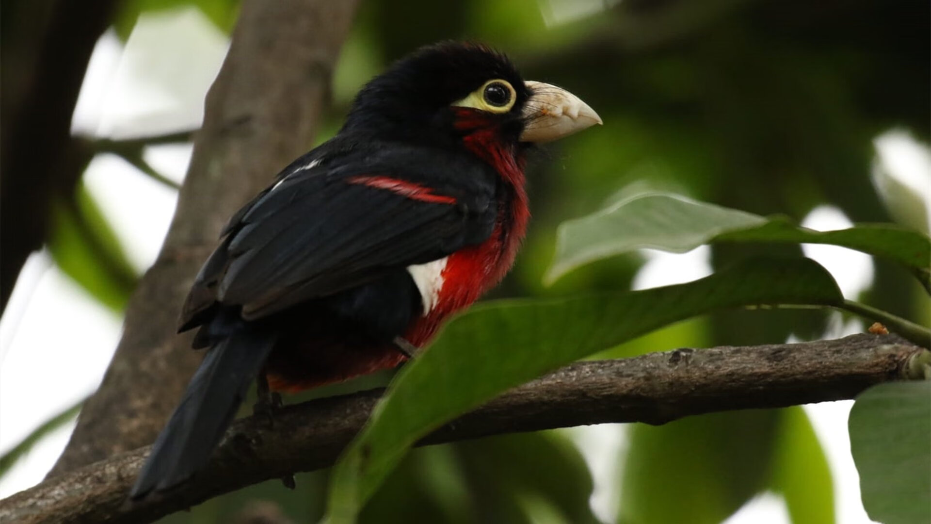 斯通斯中场魔术师掌控全局，牙买加补时绝杀安哥拉惊魂夜