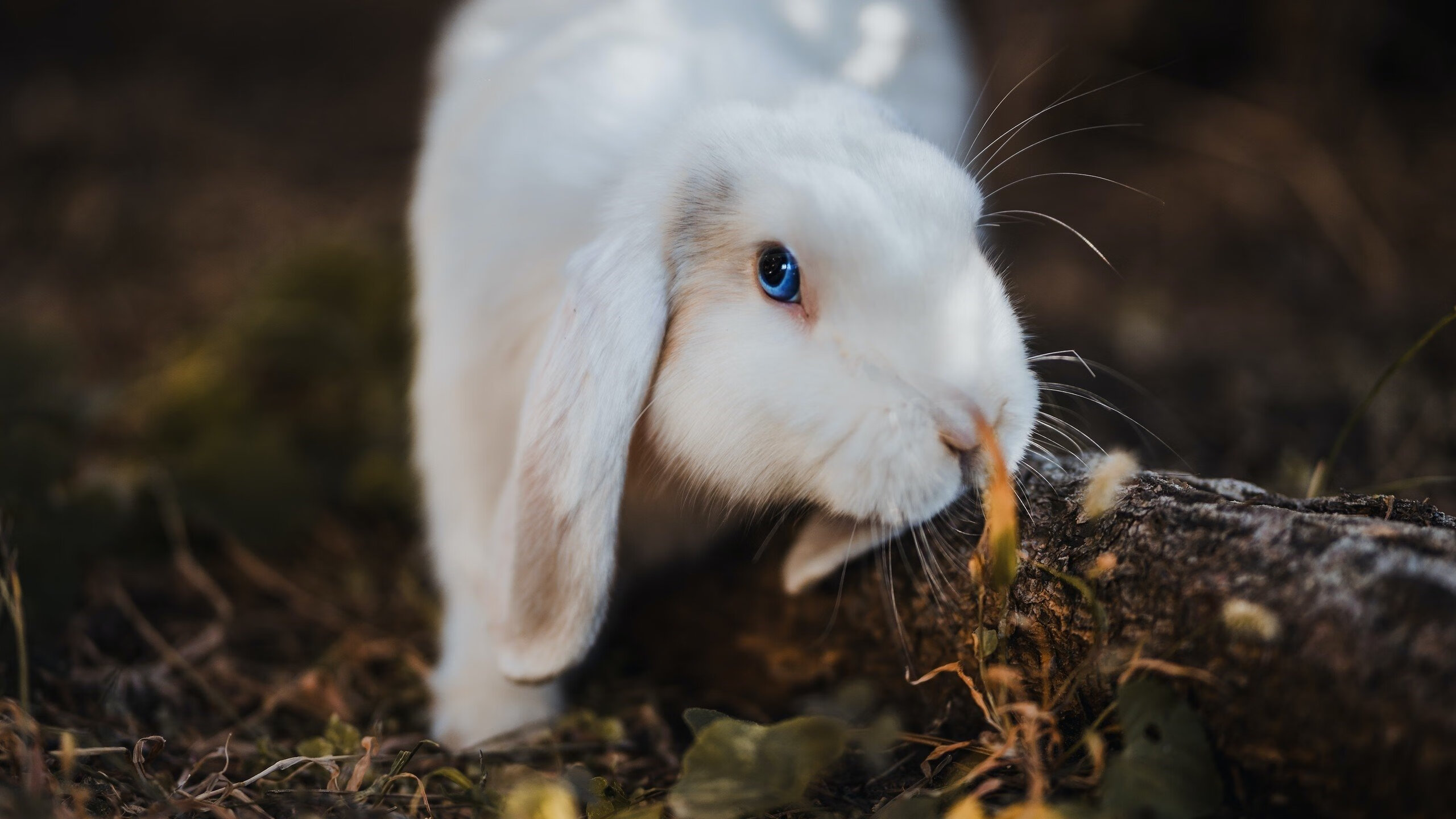 数字风暴,本泽马在美加墨之夜的数据革命