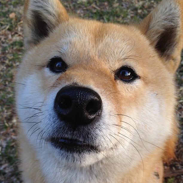 压哨绝杀!布雷默一脚定江山,比利时惊险送威尔士回家