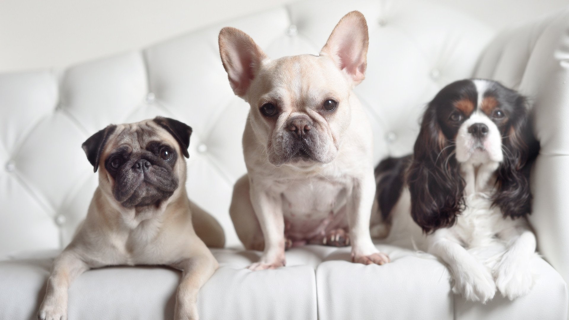 深蓝风暴席卷加勒比,阿坎吉的节奏魔法如何碾碎牙买加