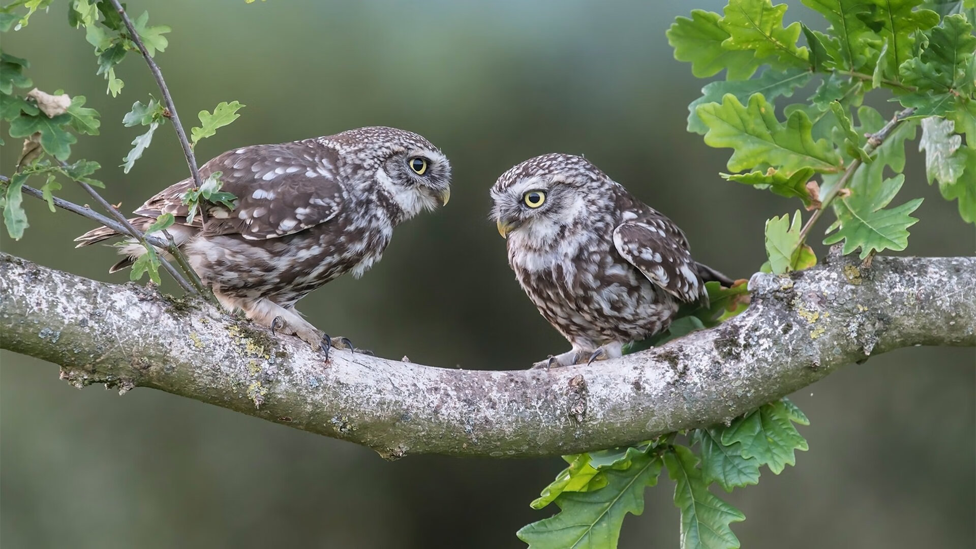 东契奇末节封神!湖人史诗逆转热火,新王当立