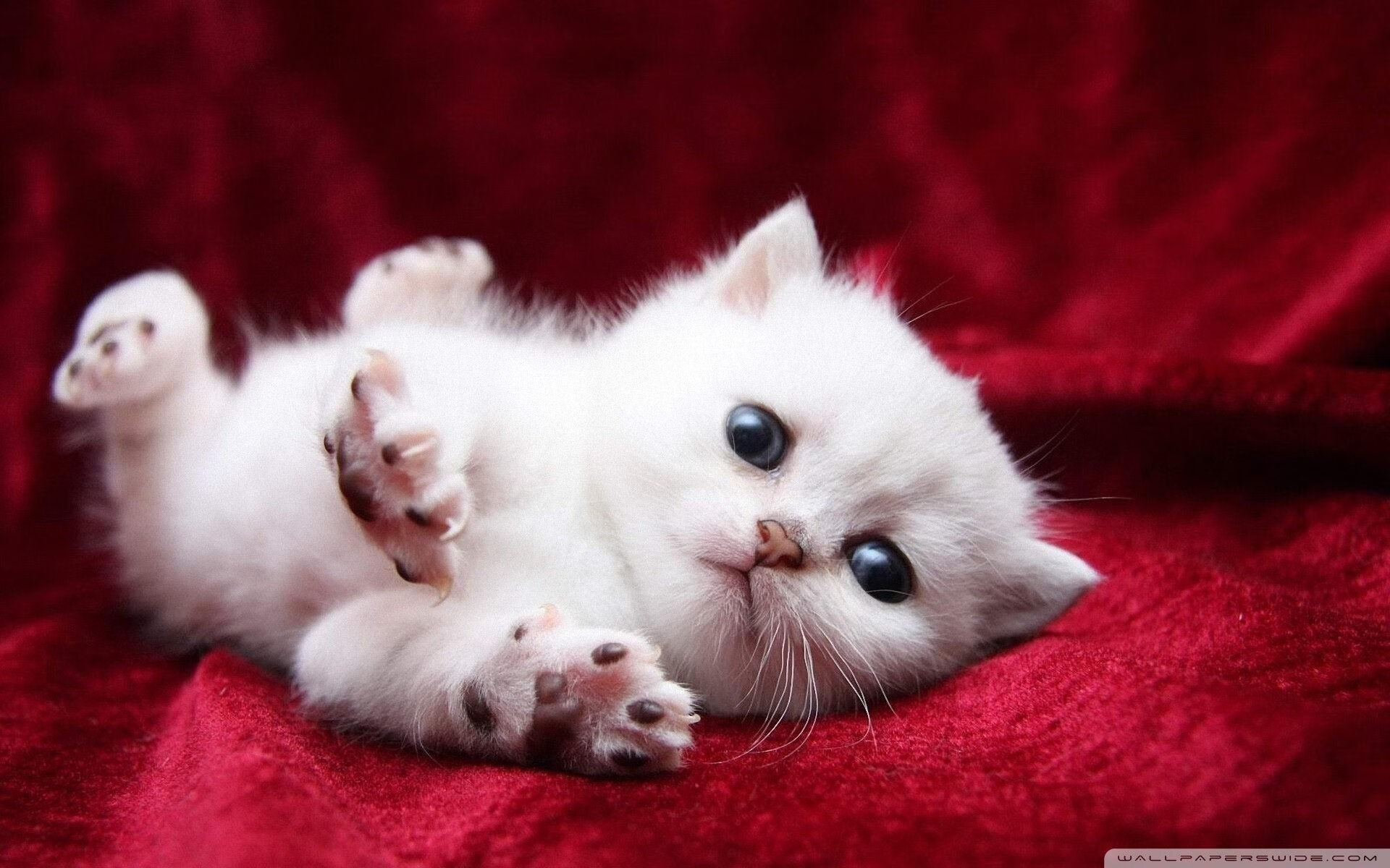 新王降临洛城，字母哥关键先生本色助湖人击退奇才