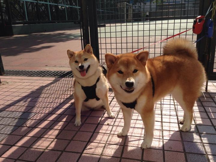 托尼时间杀死悬念！爱尔兰教科书式胜利击溃丹麦