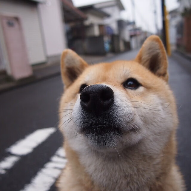 火箭连续得分狂潮撕裂老鹰,切特关键时刻化身终结者