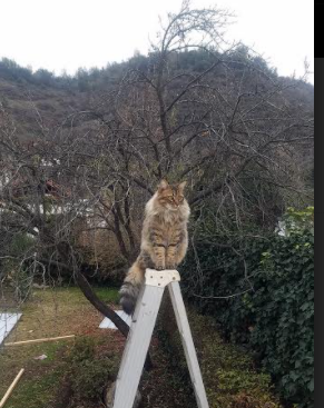 阿根廷风暴席卷伊朗，努涅斯数据全面引爆足坛