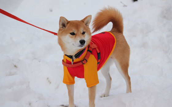 拉什福德定乾坤!皇马终结切尔西欧冠梦,曼联前锋意外成胜负手