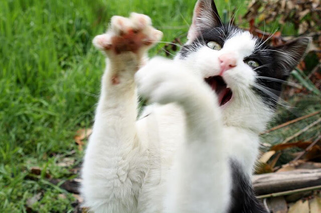 足球赛场上的悬念与绝杀，黄喜灿提前定局，比利时压哨胜里昂